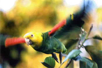 The updates to the Wild Parrots of Santa Barbara including photos and a question form
