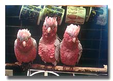 3 rosies