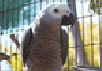 A Day at Santa Barbara Bird Farm - A Photo Essay