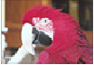 See psittacine birds in the home as they grow. Included: pictures 18 year old companion Eclectus, Cella, as she 