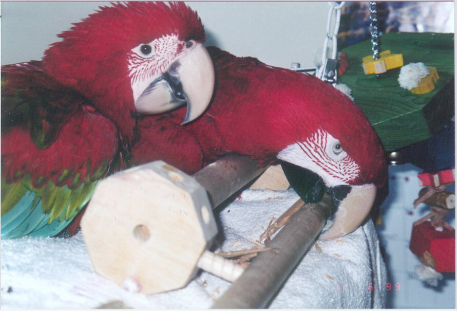 Boo teaching his little sister to chew wood