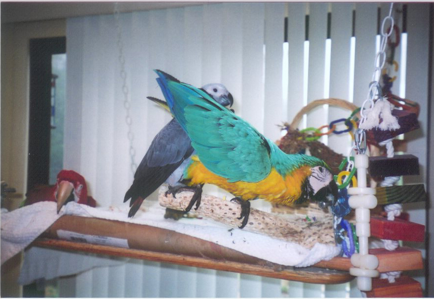 Normally, Boo enjoys the fledglings who visit his playgym. However, as this picture shows, enough is enough. 