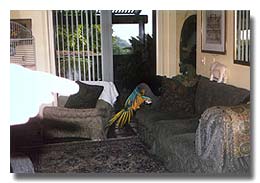 Fully energized, the fledgling Blue and Gold executes a determined landing on the sofa.