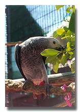 In the fledgling aviary, a young Congo experiments with guava branches . . . .
