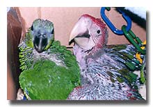 Aviary Status